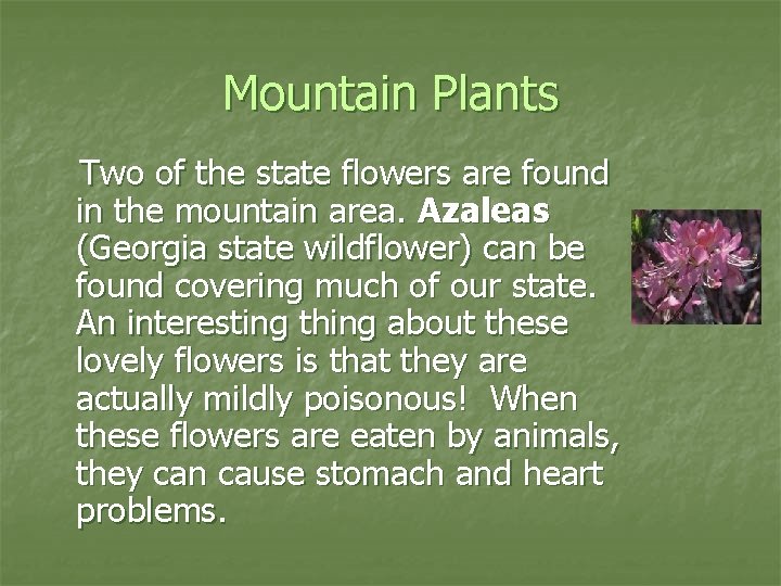 Mountain Plants Two of the state flowers are found in the mountain area. Azaleas