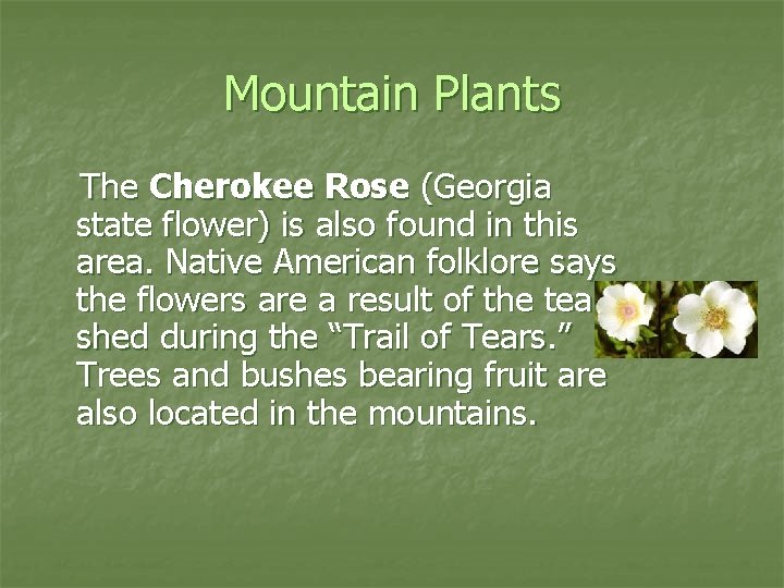 Mountain Plants The Cherokee Rose (Georgia state flower) is also found in this area.
