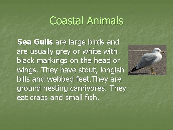 Coastal Animals Sea Gulls are large birds and are usually grey or white with