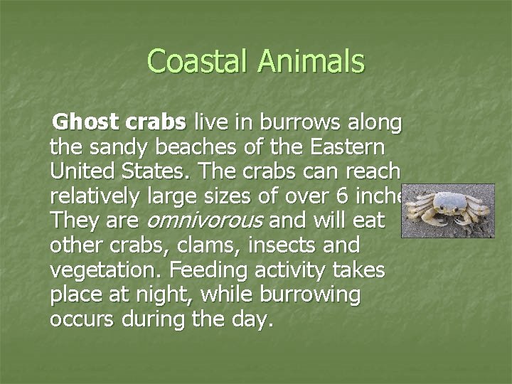 Coastal Animals Ghost crabs live in burrows along the sandy beaches of the Eastern