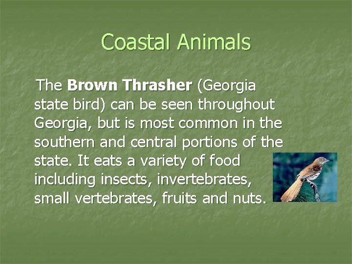 Coastal Animals The Brown Thrasher (Georgia state bird) can be seen throughout Georgia, but