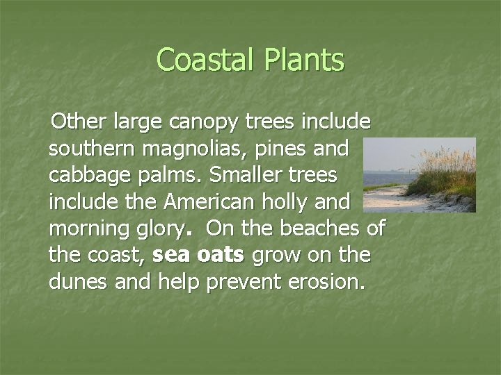Coastal Plants Other large canopy trees include southern magnolias, pines and cabbage palms. Smaller
