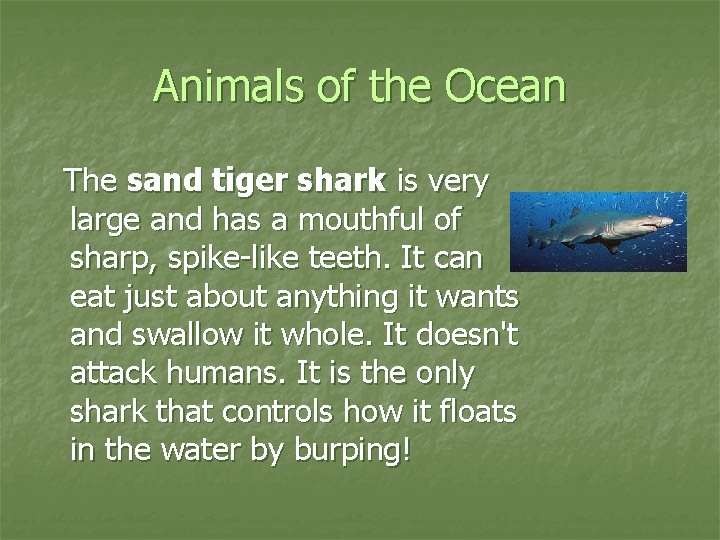 Animals of the Ocean The sand tiger shark is very large and has a