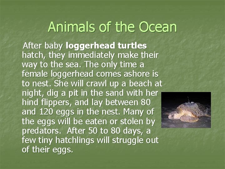 Animals of the Ocean After baby loggerhead turtles hatch, they immediately make their way