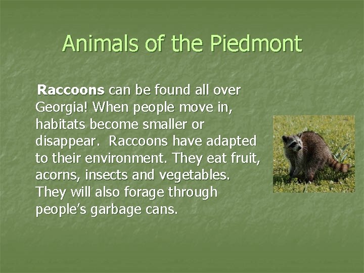 Animals of the Piedmont Raccoons can be found all over Georgia! When people move