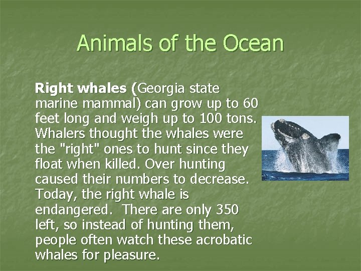 Animals of the Ocean Right whales (Georgia state marine mammal) can grow up to