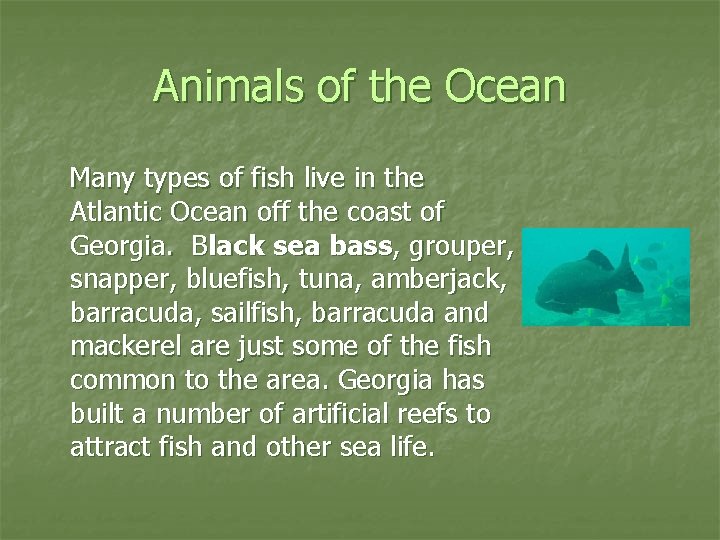 Animals of the Ocean Many types of fish live in the Atlantic Ocean off