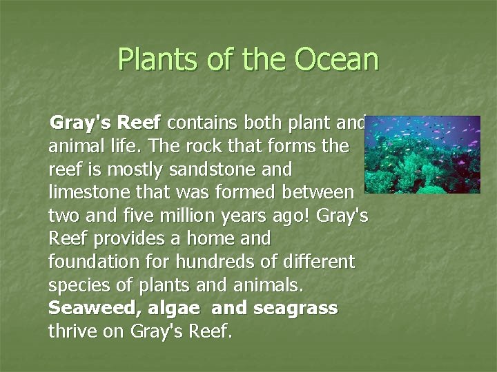 Plants of the Ocean Gray's Reef contains both plant and animal life. The rock