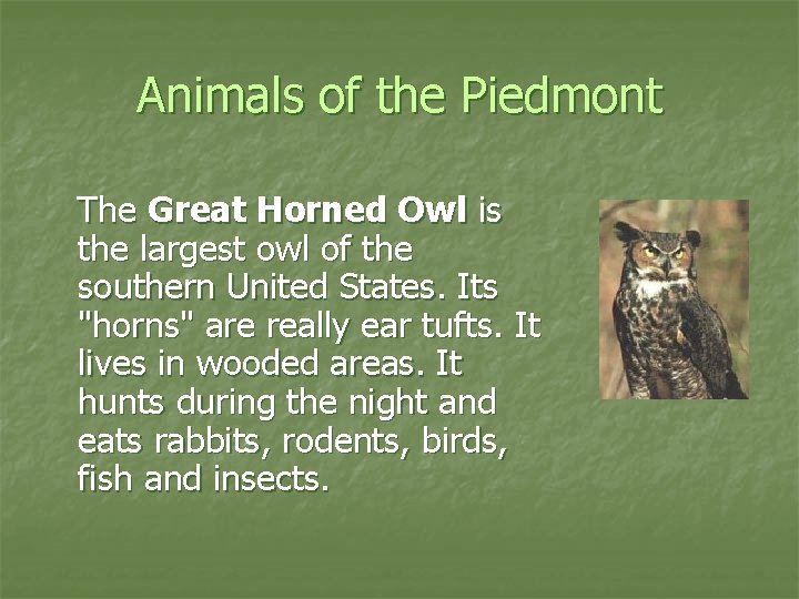 Animals of the Piedmont The Great Horned Owl is the largest owl of the