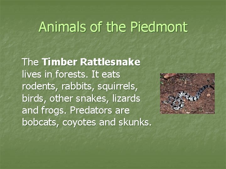 Animals of the Piedmont The Timber Rattlesnake lives in forests. It eats rodents, rabbits,