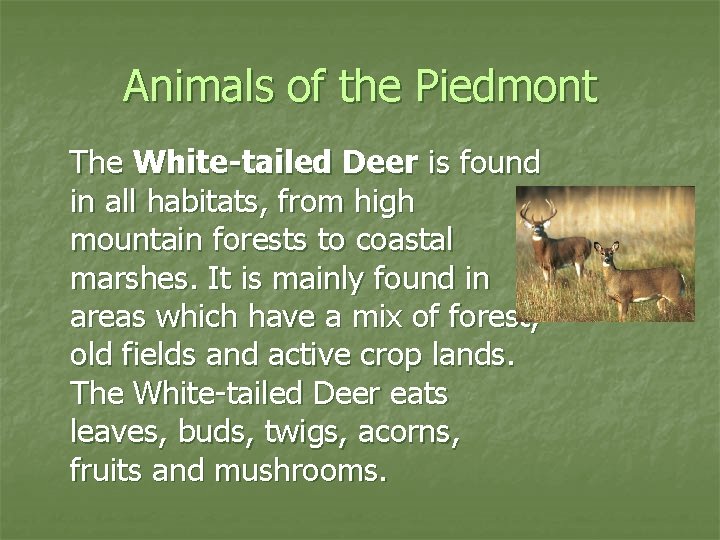 Animals of the Piedmont The White-tailed Deer is found in all habitats, from high