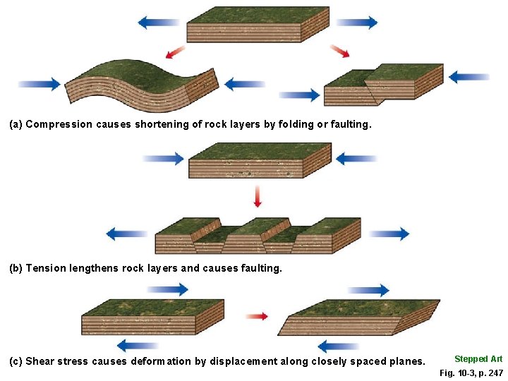 (a) Compression causes shortening of rock layers by folding or faulting. (b) Tension lengthens