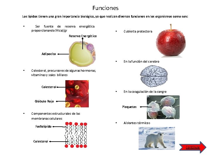 Funciones Los lípidos tienen una gran importancia biológica, ya que realizan diversas funciones en