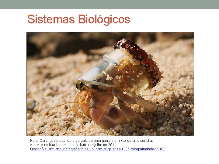 Sistemas Biológicos Foto: Caranguejo usando o gargalo de uma garrafa em vez de uma