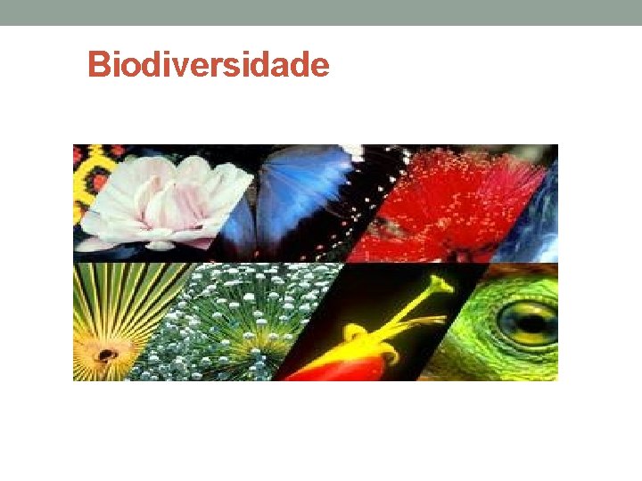 Biodiversidade 