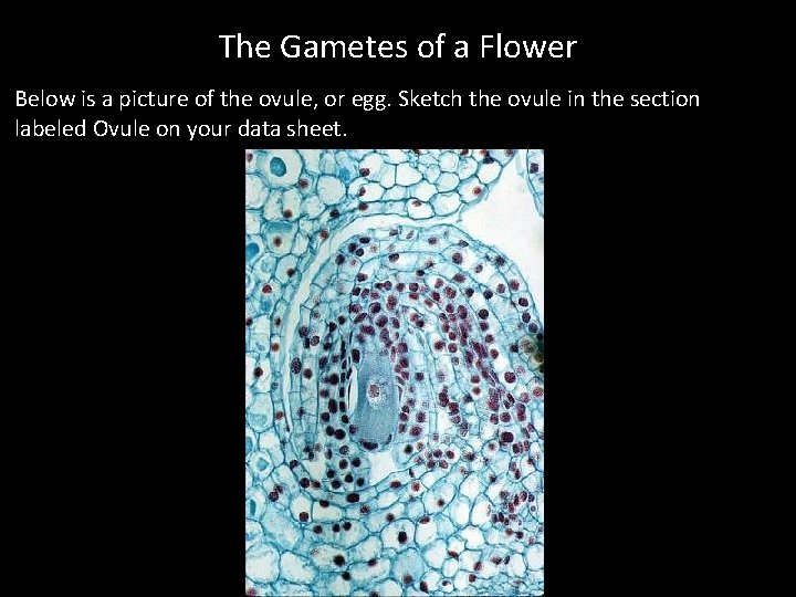 The Gametes of a Flower Below is a picture of the ovule, or egg.