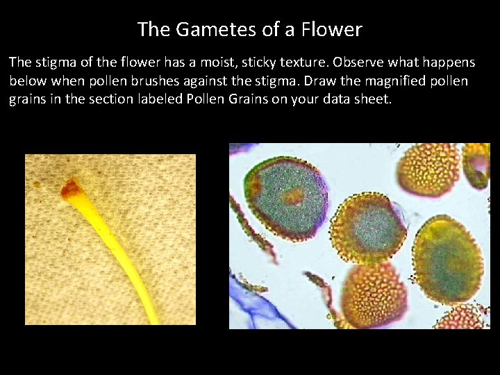 The Gametes of a Flower The stigma of the flower has a moist, sticky