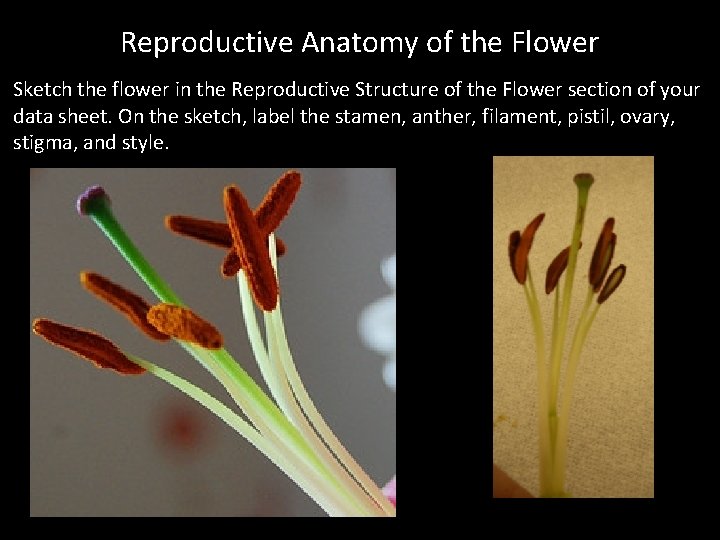 Reproductive Anatomy of the Flower Sketch the flower in the Reproductive Structure of the