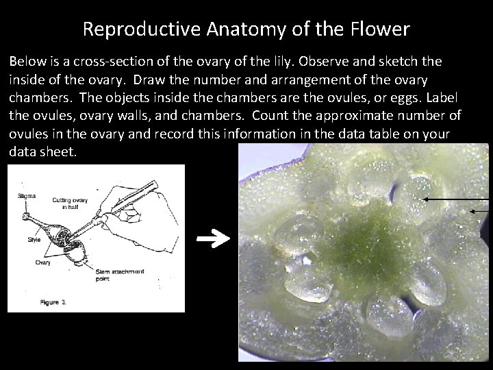 Reproductive Anatomy of the Flower Below is a cross-section of the ovary of the