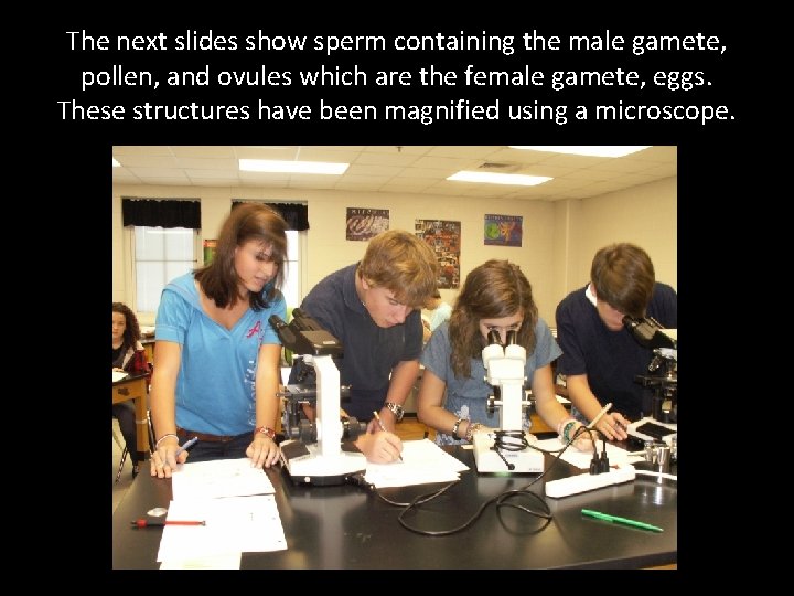 The next slides show sperm containing the male gamete, pollen, and ovules which are