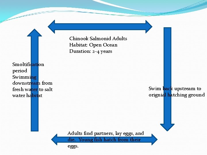 Chinook Salmonid Adults Habitat: Open Ocean Duration: 2 -4 years Smoltification period Swimming downstream