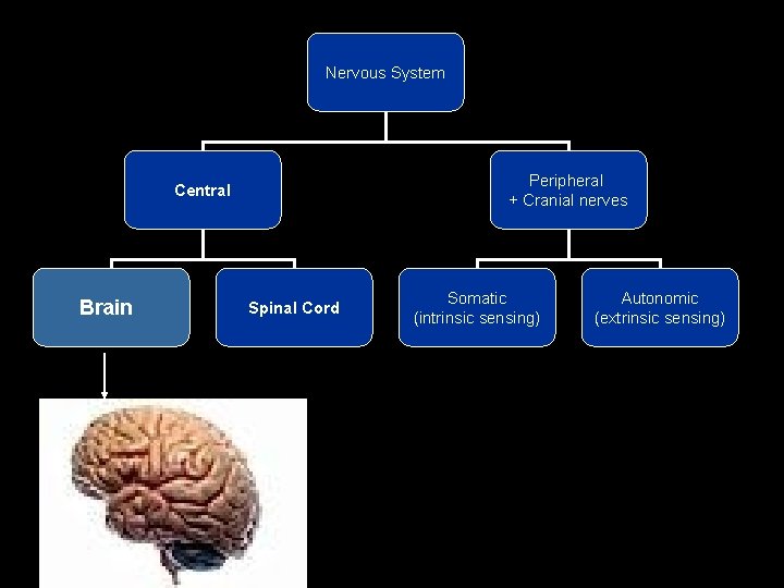 Nervous System Peripheral + Cranial nerves Central Brain Spinal Cord Somatic (intrinsic sensing) Autonomic