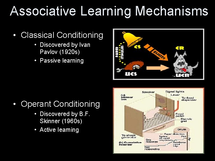 Associative Learning Mechanisms • Classical Conditioning • Discovered by Ivan Pavlov (1920 s) •