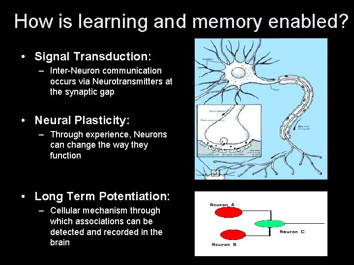 How is learning and memory enabled? • Signal Transduction: – Inter-Neuron communication occurs via