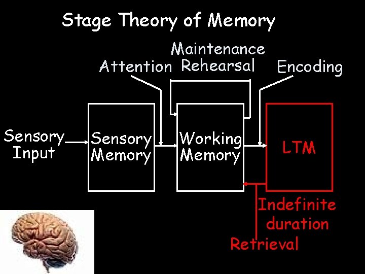 Stage Theory of Memory Maintenance Attention Rehearsal Encoding Sensory Input Sensory Memory Working Memory