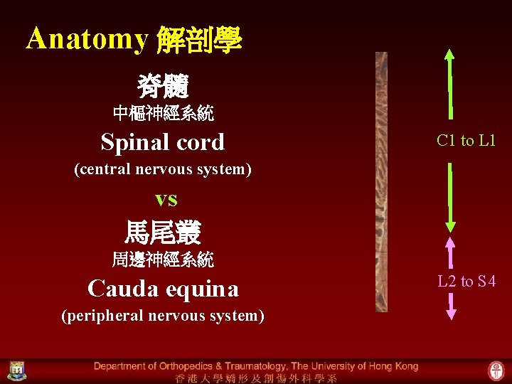 Anatomy 解剖學 脊髓 中樞神經系統 Spinal cord C 1 to L 1 (central nervous system)