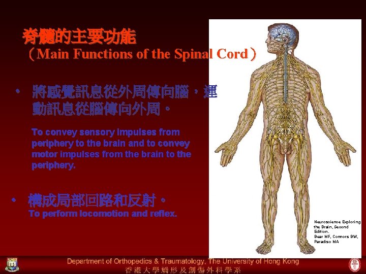 脊髓的主要功能 （Main Functions of the Spinal Cord） • 將感覺訊息從外周傳向腦，運 動訊息從腦傳向外周。 To convey sensory impulses