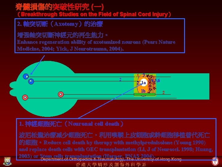 脊髓損傷的突破性研究 (一) （Breakthrough Studies on the Field of Spinal Cord Injury ） 2. 軸突切断（Axotomy）的治療