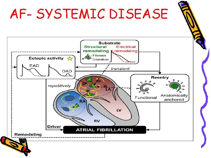 AF- SYSTEMIC DISEASE 