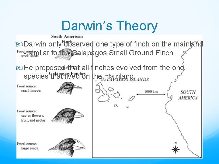 Darwin’s Theory Darwin only observed one type of finch on the mainland - similar