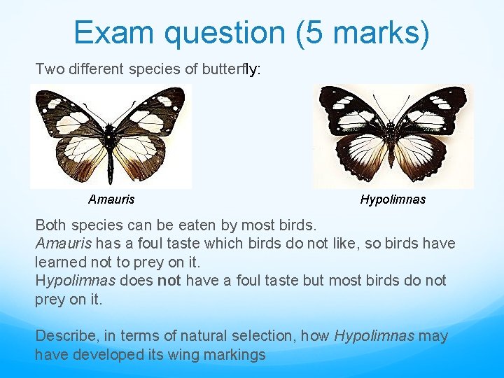 Exam question (5 marks) Two different species of butterfly: Amauris Hypolimnas Both species can