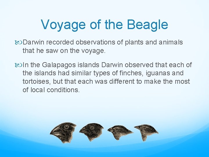 Voyage of the Beagle Darwin recorded observations of plants and animals that he saw