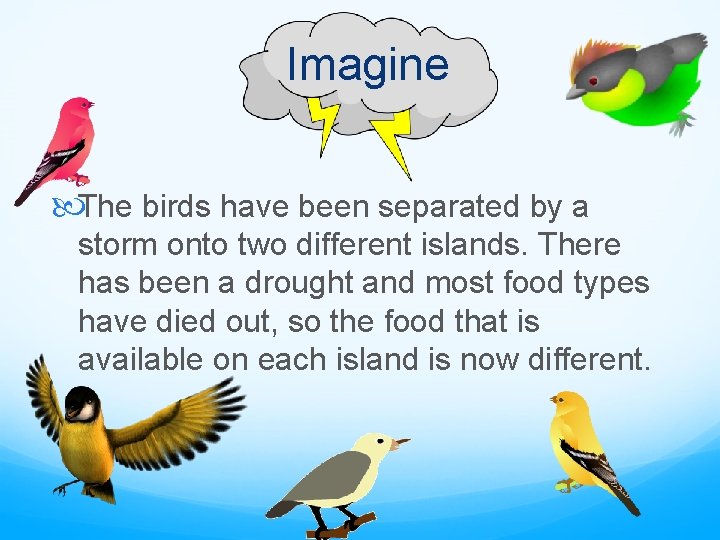 Imagine The birds have been separated by a storm onto two different islands. There