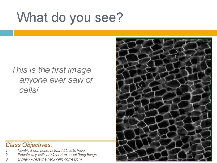 What do you see? This is the first image anyone ever saw of cells!