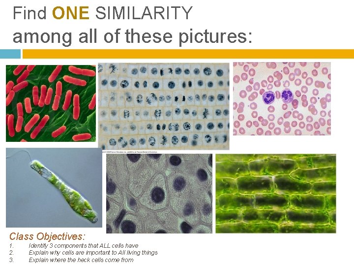 Find ONE SIMILARITY among all of these pictures: Class Objectives: 1. 2. 3. Identify