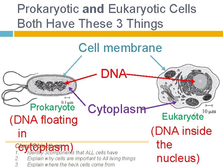 Prokaryotic and Eukaryotic Cells Both Have These 3 Things Cell membrane DNA Prokaryote Cytoplasm