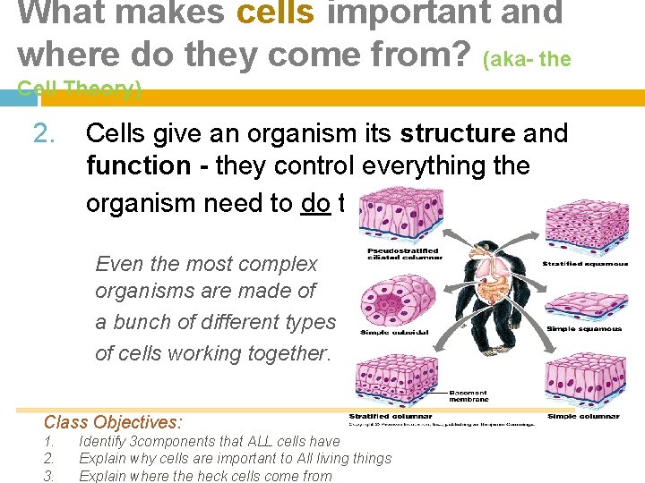 What makes cells important and where do they come from? (aka- the Cell Theory)