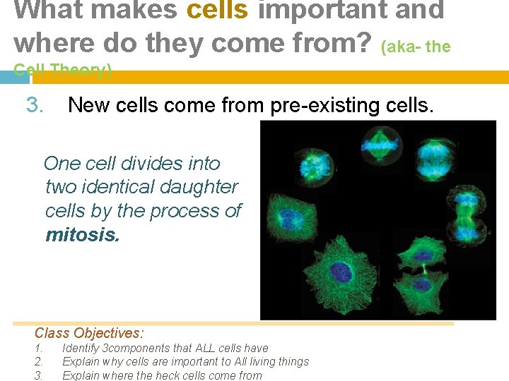 What makes cells important and where do they come from? (aka- the Cell Theory)