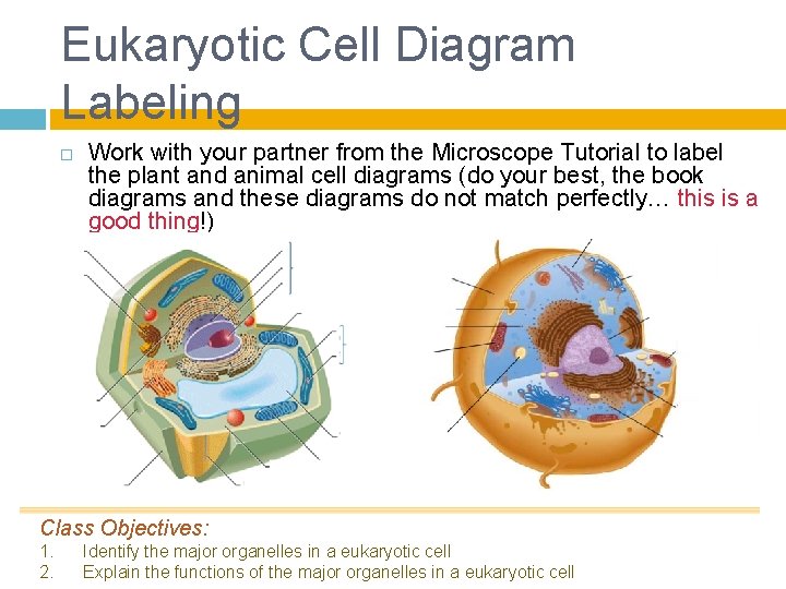 Eukaryotic Cell Diagram Labeling Work with your partner from the Microscope Tutorial to label