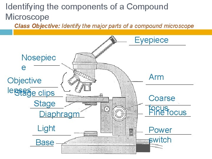 Identifying the components of a Compound Microscope Class Objective: Identify the major parts of