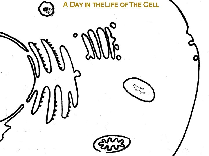 A DAY IN THE LIFE OF THE CELL Proteins are large molecules that do