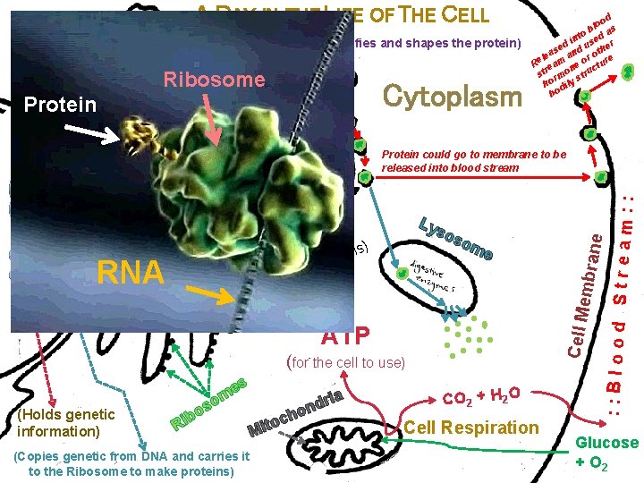 A DAY IN THE LIFE OF THE CELL us Protein being formed at Ribosome