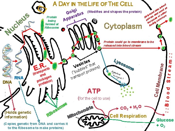 A DAY IN THE LIFE OF THE CELL us Protein being formed at Ribosome