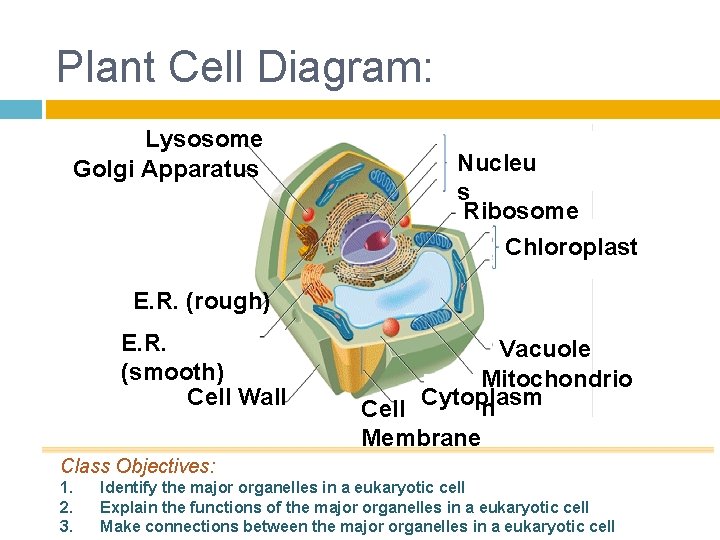 Plant Cell Diagram: Lysosome Golgi Apparatus Nucleu s Ribosome Chloroplast E. R. (rough) E.