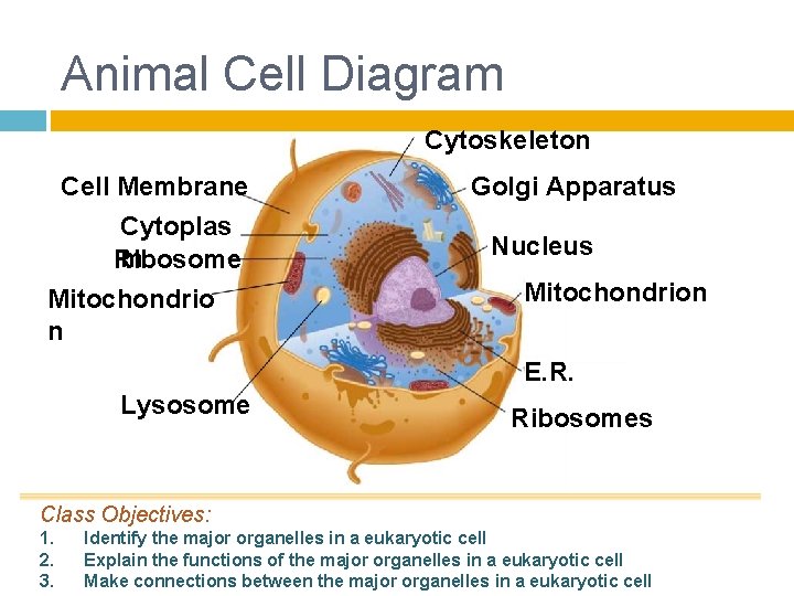 Animal Cell Diagram Cytoskeleton Cell Membrane Cytoplas m Ribosome Mitochondrio n Golgi Apparatus Nucleus