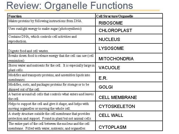 Review: Organelle Functions Function Makes proteins by following instructions from DNA. Cell Structure/Organelle Uses